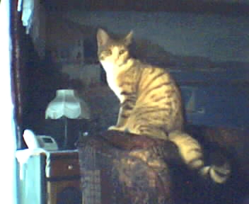 mon autre chat